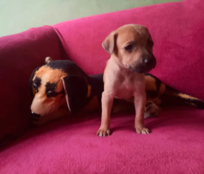 Cachorro raça SRD-ViraLata idade Abaixo de 2 meses nome Filhote 1 