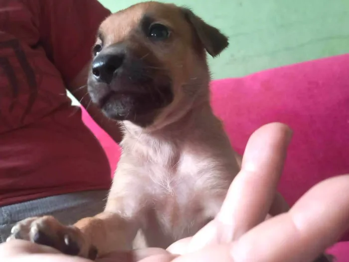 Cachorro raça SRD-ViraLata idade Abaixo de 2 meses nome Filhote 1 