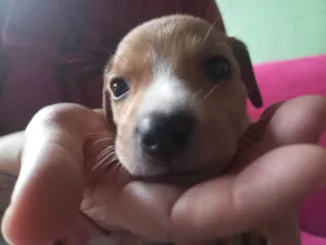 Cachorro raça SRD-ViraLata idade Abaixo de 2 meses nome Filhote 2 