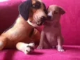 Cachorro raça SRD-ViraLata idade Abaixo de 2 meses nome Filhote 2 