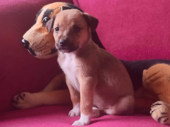 Cachorro raça SRD-ViraLata idade Abaixo de 2 meses nome Filhota 1 