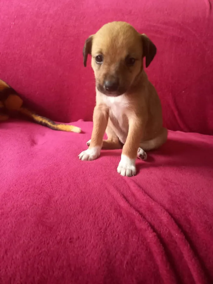 Cachorro raça SRD-ViraLata idade Abaixo de 2 meses nome Filhota 1 