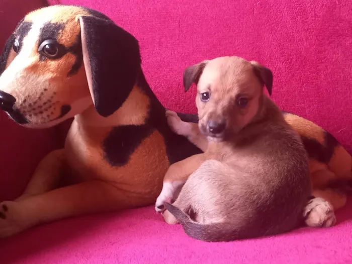 Cachorro raça SRD-ViraLata idade Abaixo de 2 meses nome Filhota 1 