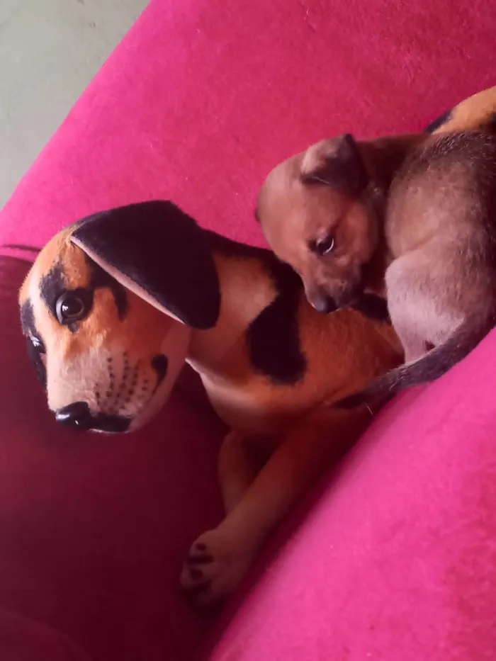 Cachorro raça SRD-ViraLata idade Abaixo de 2 meses nome Filhota 1 