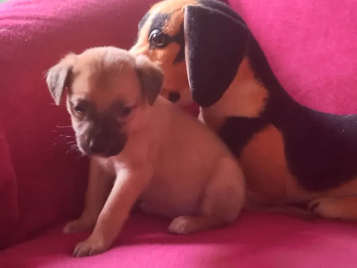 Cachorro raça SRD-ViraLata idade Abaixo de 2 meses nome Filhota 2 