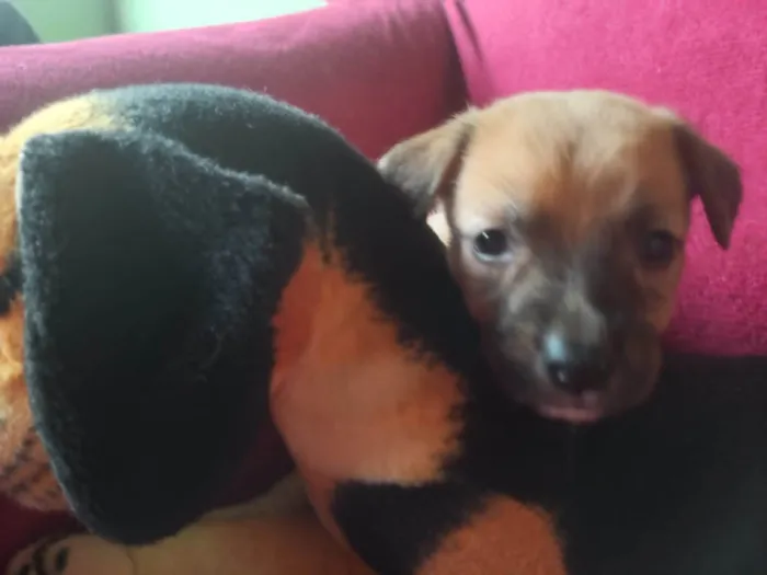 Cachorro raça SRD-ViraLata idade Abaixo de 2 meses nome Filhota 2 