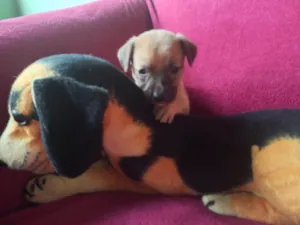 Cachorro raça SRD-ViraLata idade Abaixo de 2 meses nome Filhota 2 