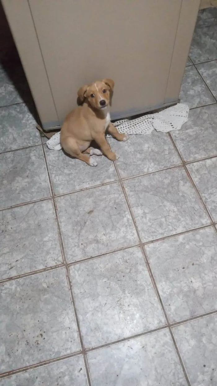 Cachorro raça Pit-Bull idade 2 a 6 meses nome Luna 