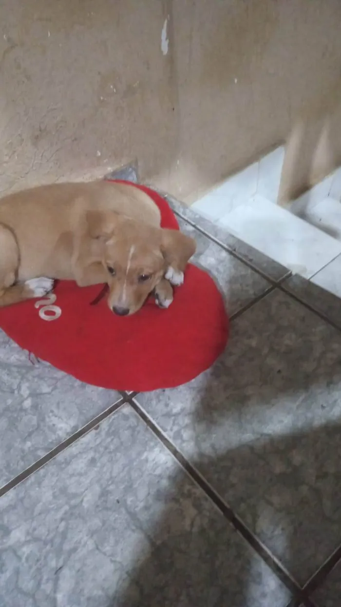 Cachorro raça Pit-Bull idade 2 a 6 meses nome Luna 