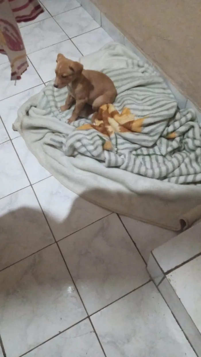 Cachorro raça Pit-Bull idade 2 a 6 meses nome Luna 