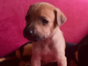 Cachorro raça SRD-ViraLata idade Abaixo de 2 meses nome Filhote 1 