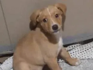 Cachorro raça Pit-Bull idade 2 a 6 meses nome Luna 