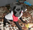 Cachorro raça Srd idade 2 a 6 meses nome Jake