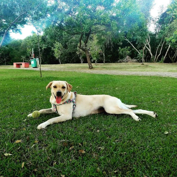 Cachorro ra a Labrador idade 3 anos nome Tekila 