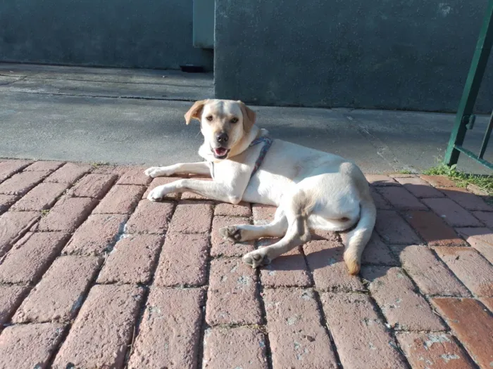 Cachorro ra a Labrador idade 3 anos nome Tekila 