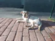 Tekila