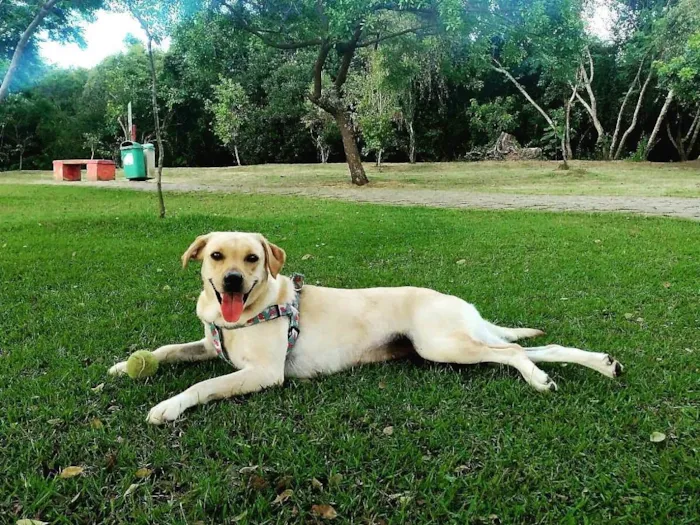 Cachorro ra a Labrador idade 3 anos nome Tekila 