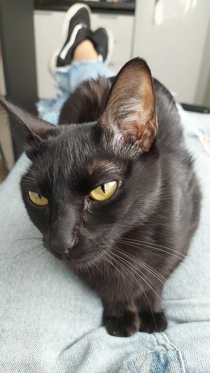 Gato raça SRD idade 1 ano nome Romeu e julieta 