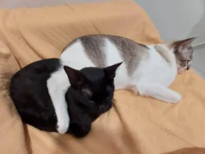 Gato raça SRD idade 1 ano nome Romeu e julieta 