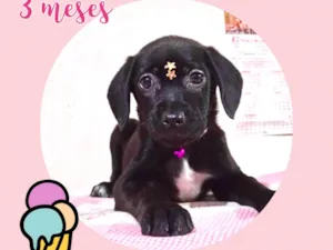 Cachorro raça Srd idade 2 a 6 meses nome Duda
