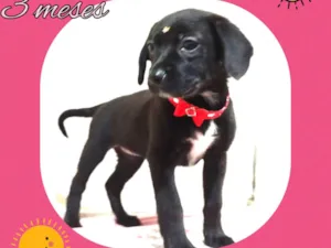 Cachorro raça Srd idade 2 a 6 meses nome Balu