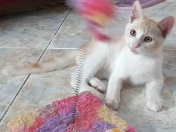 Gato raça SRD idade 2 a 6 meses nome Ken