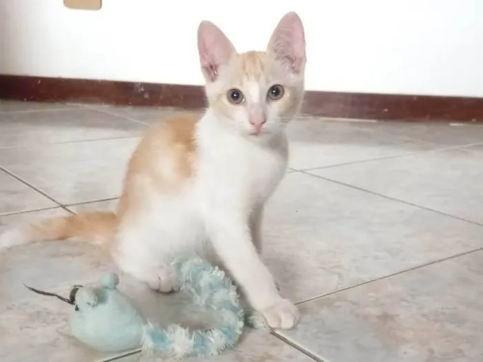 Gato raça SRD idade 2 a 6 meses nome Ken