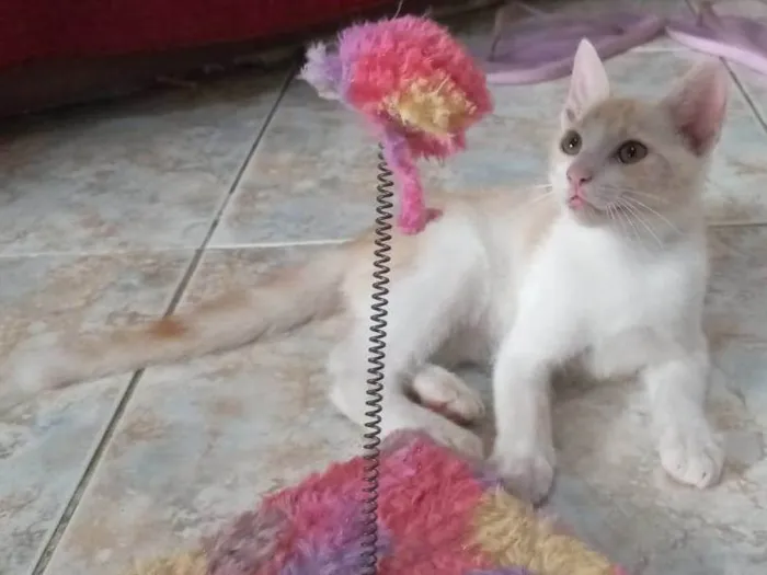 Gato raça SRD idade 2 a 6 meses nome Ken