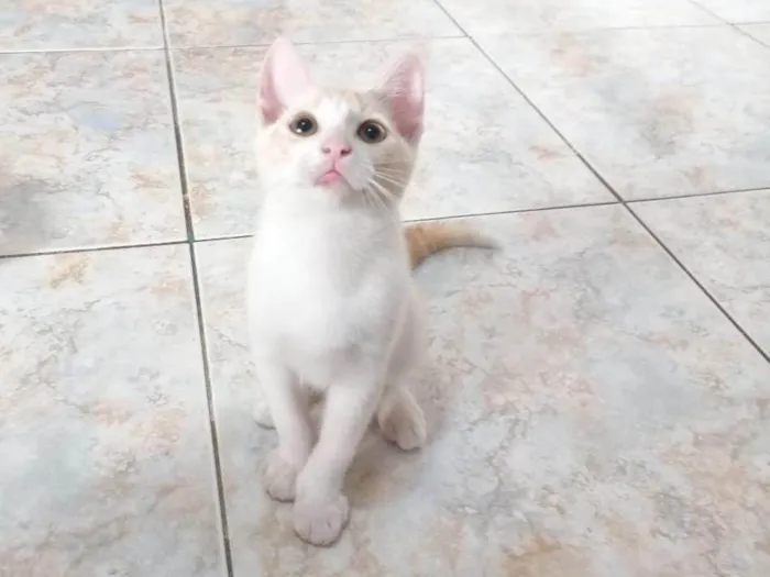 Gato raça SRD idade 2 a 6 meses nome Ken