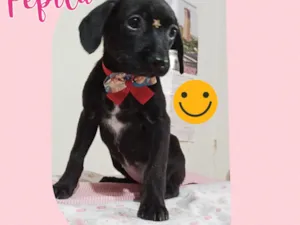 Cachorro raça Srd idade 2 a 6 meses nome Pepita