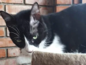 Gato raça SRD-ViraLata idade 1 ano nome VITÓRIA