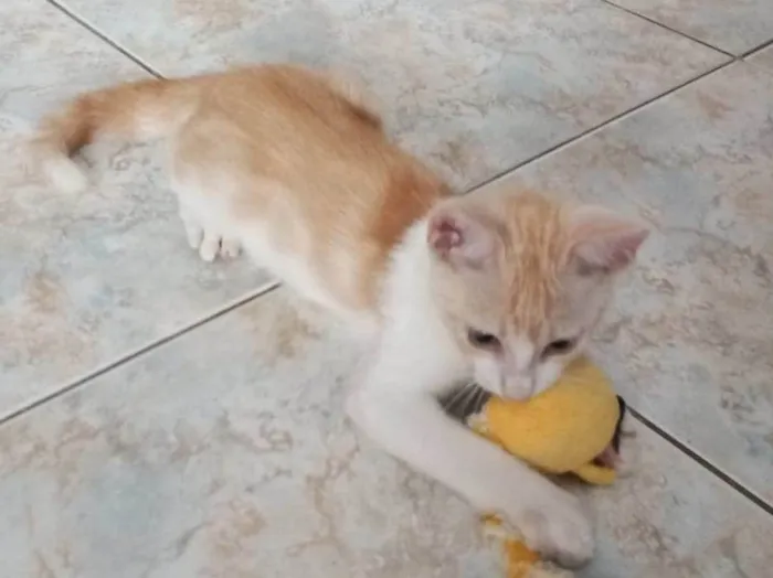 Gato raça SRD idade 2 a 6 meses nome Ken