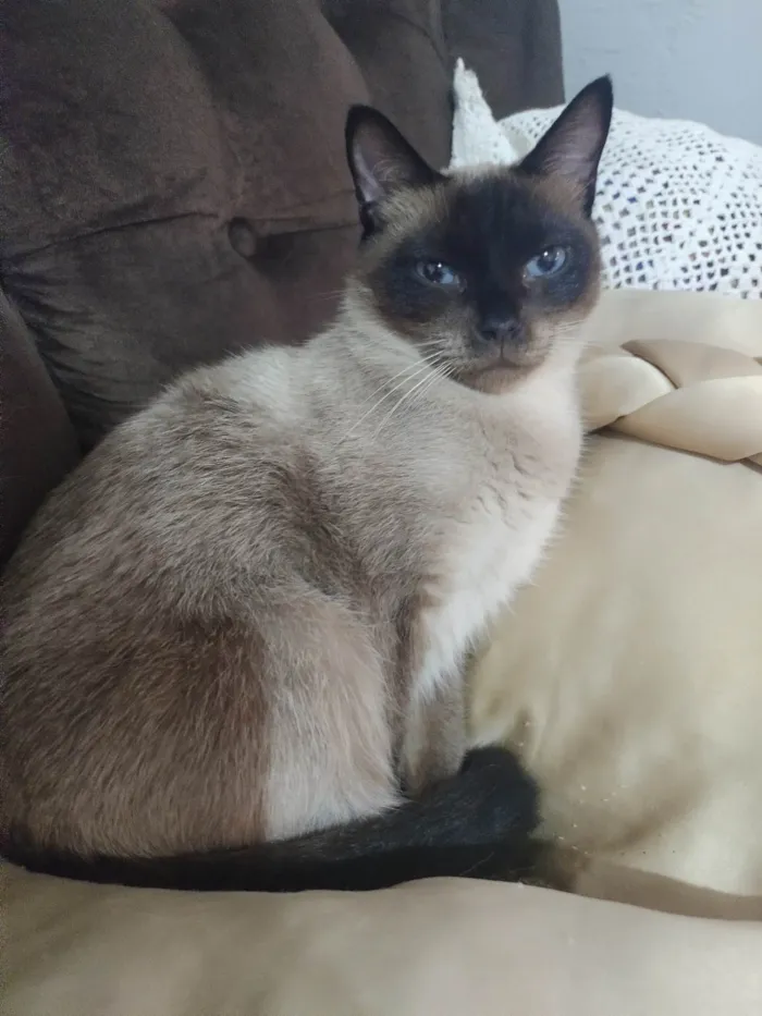 Gato ra a Siamês idade 6 ou mais anos nome Milady