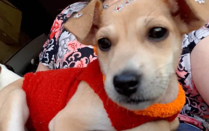 Cachorro ra a Srd idade 2 a 6 meses nome Manu