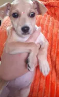 Manu
