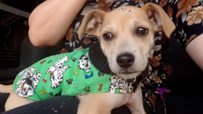 Cachorro ra a Srd idade 2 a 6 meses nome Manu