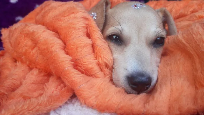Cachorro ra a Srd idade 2 a 6 meses nome Manu