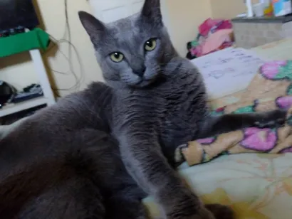 Gato raça SRD-ViraLata idade 2 anos nome Tom