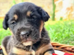 Cachorro raça SRD-ViraLata idade Abaixo de 2 meses nome Felix
