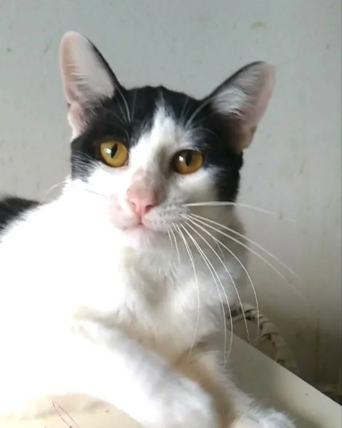 Gato ra a SRD-ViraLata idade 1 ano nome Henry