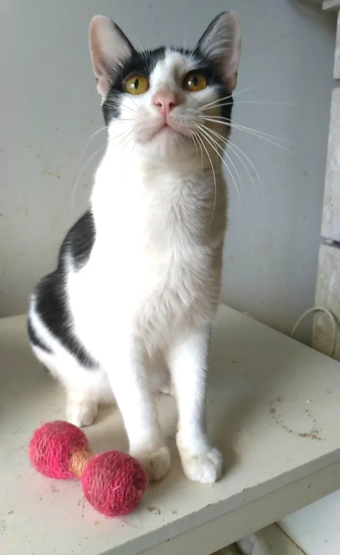 Gato ra a SRD-ViraLata idade 1 ano nome Henry