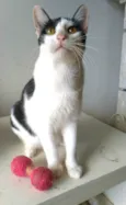 Henry