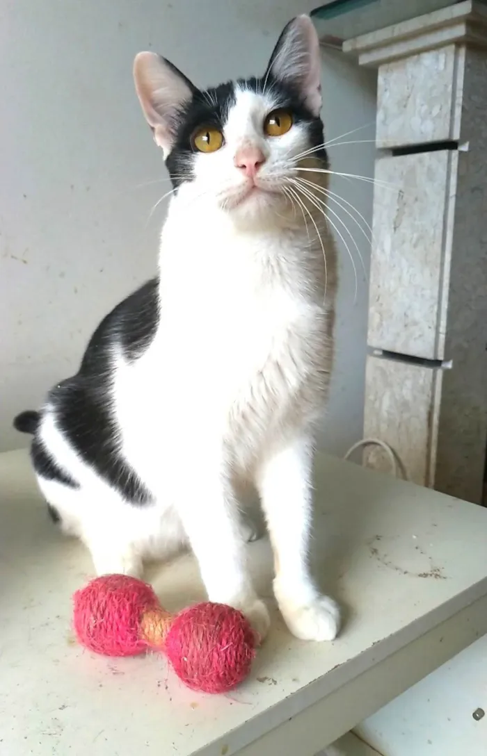 Gato ra a SRD-ViraLata idade 1 ano nome Henry