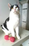 Henry