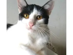 Gato raça SRD-ViraLata idade 1 ano nome Henry