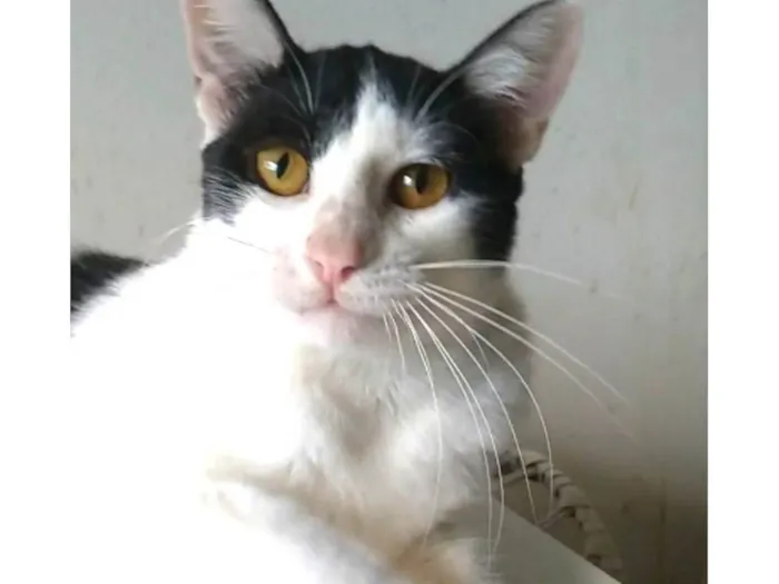 Gato ra a SRD-ViraLata idade 1 ano nome Henry