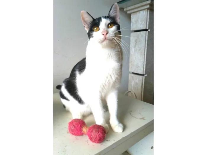 Gato ra a SRD-ViraLata idade 1 ano nome Henry
