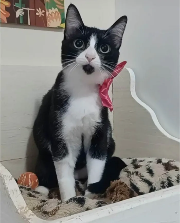 Gato ra a srd idade 2 a 6 meses nome MAVIE