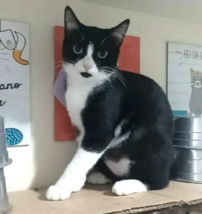 Gato ra a srd idade 2 a 6 meses nome MAVIE