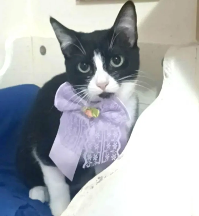 Gato ra a srd idade 2 a 6 meses nome MAVIE